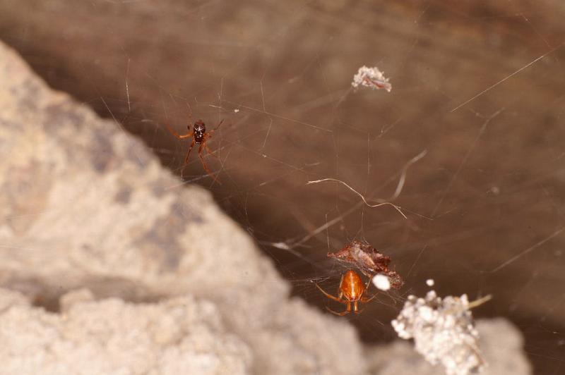 Parasteatoda_lunata_D4834_Z_85_Les Gris_Frankrijk.jpg